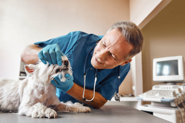 Best Tooth Infection Emergency Dentist  in Gloucester Point, VA